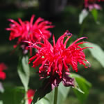 Monarda hybrida Gardenview Scarlet